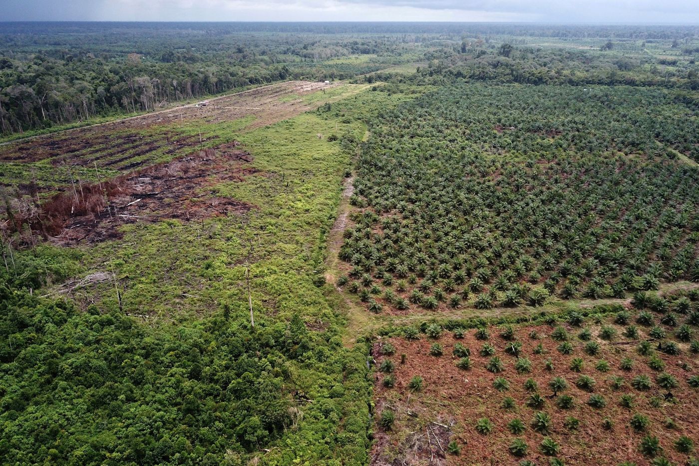 palm oil plantation in indonesia
